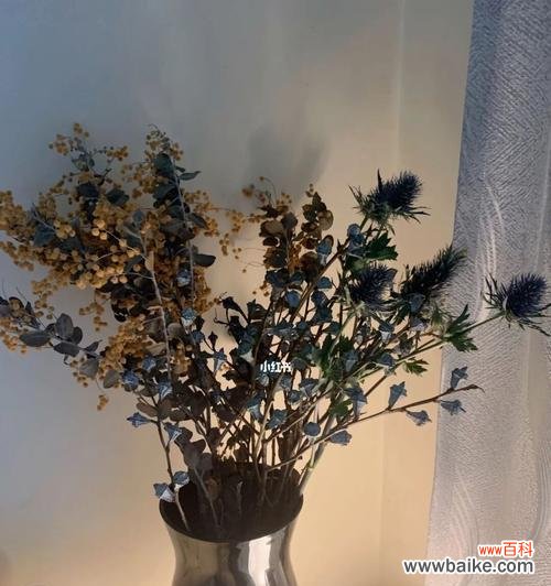 呼吸清新与平衡情绪 尤加利的花语与寓意