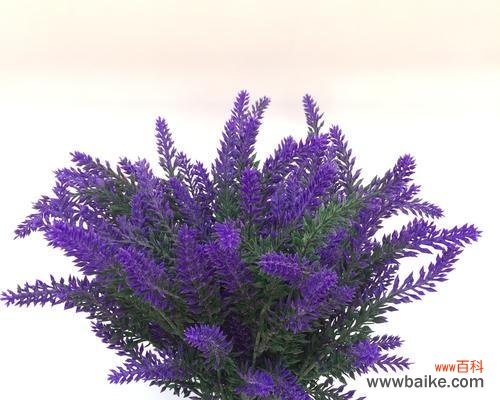 让花语的魅力永恒延续,永生花是选择 探寻永生花的花语与花语故事