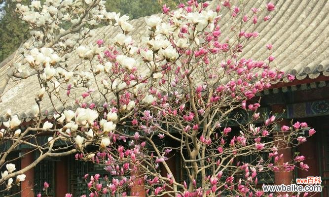 探寻玉兰花的文化内涵 玉兰花的寓意与传说