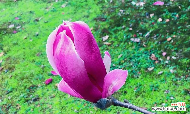 探寻玉兰花的文化内涵 玉兰花的寓意与传说