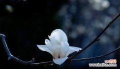 探寻玉兰花的文化内涵 玉兰花的寓意与传说