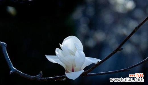 探寻玉兰花的文化内涵 玉兰花的寓意与传说