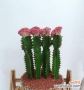 以生命的坚韧和无私为核心的多重象征 仙人掌的寓意与象征