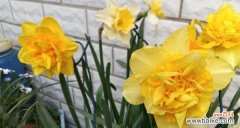 探寻香水草的花语和文化传承之美 香水草之神秘与传说