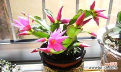 传递美好与祝福的花朵——仙人指花 仙人指花的花语与寓意