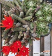 揭开仙人指花的文化象征与独特魅力 探秘仙人指花的神秘之处