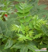 揭秘香椿树开花的吉祥之兆 香椿树开花的寓意与象征