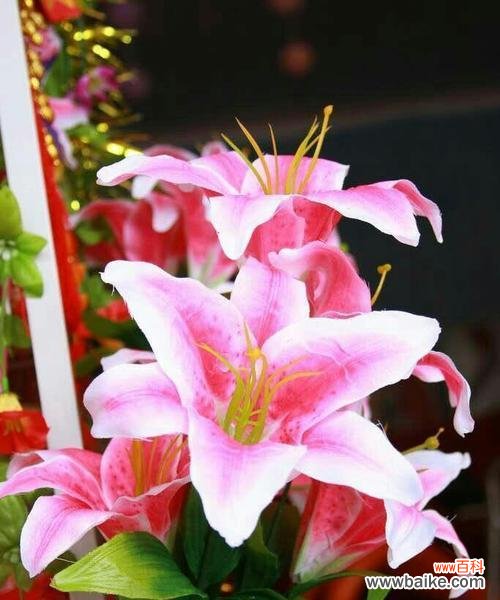 芳香四溢的百合蕴藏着什么样的情感 百合花语之香水百合的意义与传达的情感