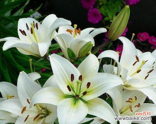 探寻百合花语的神秘之美 百合花语