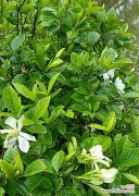 桅子花的花语是什么意思？桅子花象征着什么？