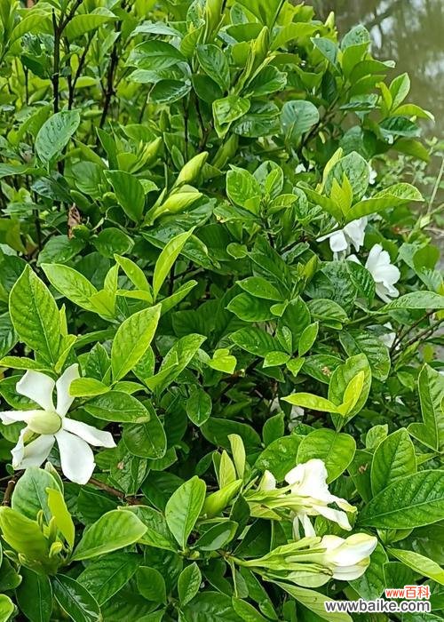 桅子花的花语是什么意思？桅子花象征着什么？