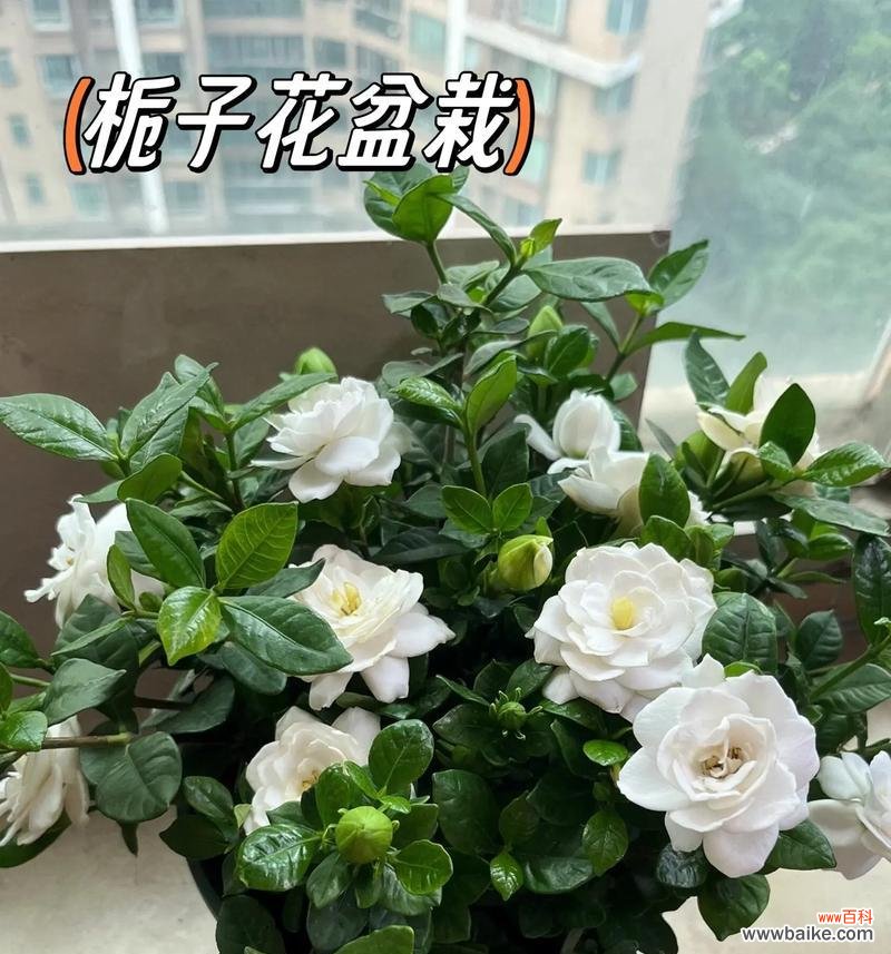 桅子花的花语是什么意思？桅子花象征着什么？