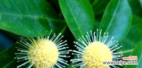 25朵花代表什么含义？花语背后的秘密是什么？