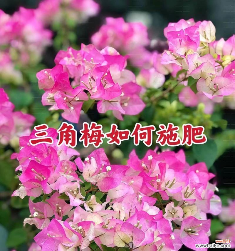 三盆花的寓意和花语是什么？如何正确解读？