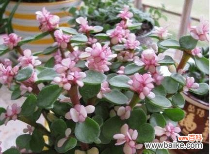 三盆花的寓意和花语是什么？如何正确解读？