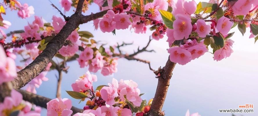 本命花的寓意是什么?如何挑选代表自己生肖的花卉?