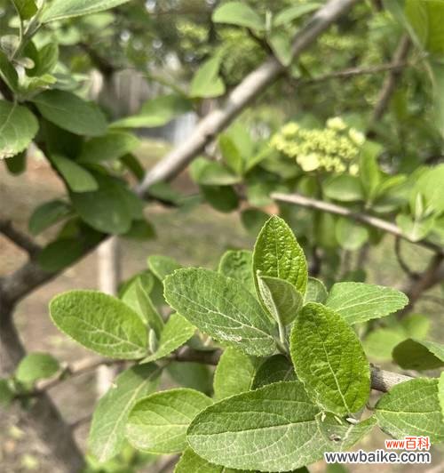 琼花象征富贵的原因是什么?琼花的寓意有哪些特点?