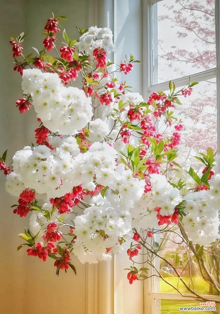 什么花代表着什么的寓意?如何根据花的种类选择合适的花语?