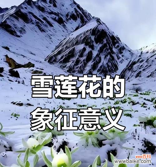 什么花代表着什么的寓意?如何根据花的种类选择合适的花语?