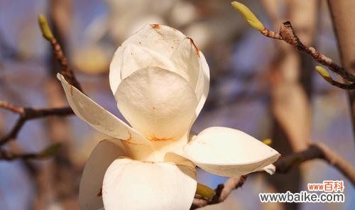 展现高贵与坚韧的代表者——玉兰花 玉兰花的花语与代表意义