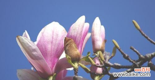 一朵绽放在城市中的芳华,见证着岁月的流转 玉兰花