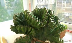 蓬勃生机，带来好运与福气 玉麒麟绿植