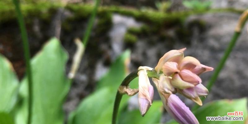 古老传说与华美之神 玉簪的花语与寓意