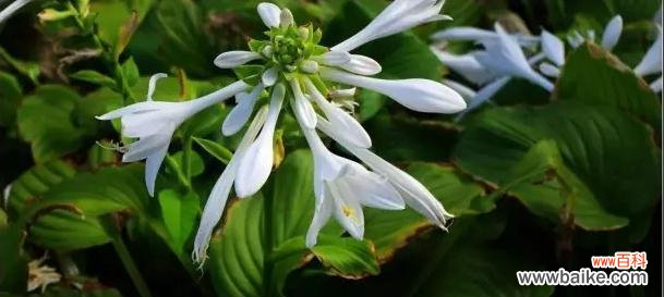 古老传说与华美之神 玉簪的花语与寓意