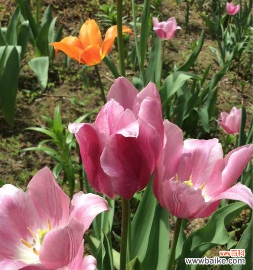 郁金香花的意义及其传承 郁金香