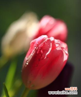 花开如画，寄托真情 郁金香