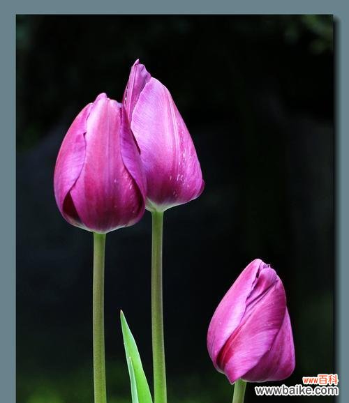 花开如画，寄托真情 郁金香