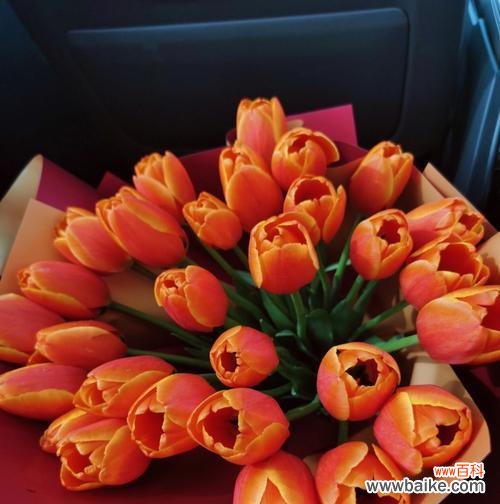 探寻郁金香背后的文化意义与传承 郁金香