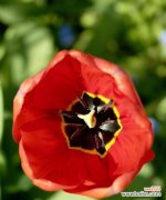 探寻郁金香背后的文化意义与传承 郁金香