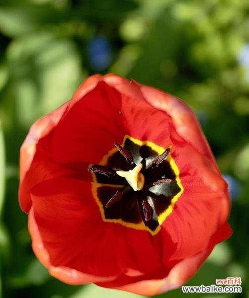 探寻郁金香背后的文化意义与传承 郁金香