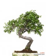 以盆景树为媒介，传递幸福与希望的意象 寓意好的盆景树——生活中的美好象征