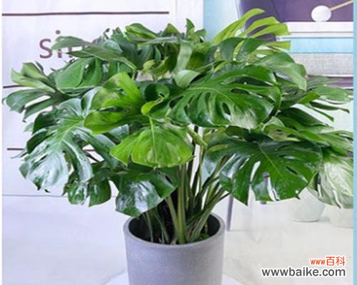 以盆景树为媒介,传递幸福与希望的意象 寓意好的盆景树——生活中的美好象征