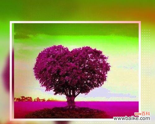 探寻树木与爱情之间的深刻关联 爱情之树——爱情的寓意与象征