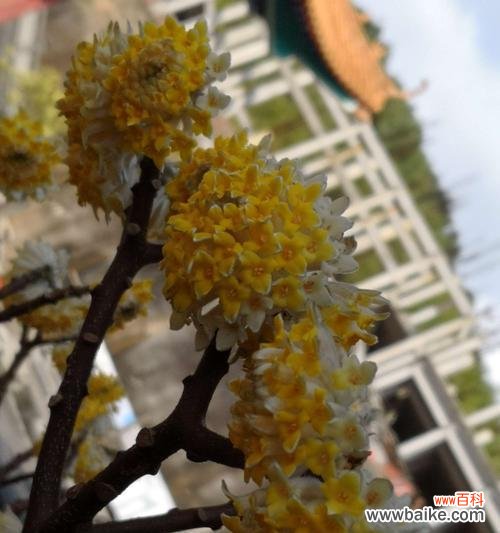 探寻树木与爱情之间的深刻关联 爱情之树——爱情的寓意与象征