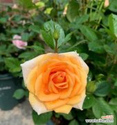 了解春化现象，赏析月季花朵绚丽多彩之美 月季春化