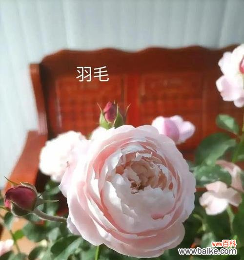 了解春化现象，赏析月季花朵绚丽多彩之美 月季春化