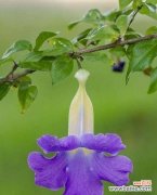 探索月光花的花语与文化内涵 月光花