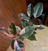 探寻橡皮树花开的美丽与寓意 橡皮树之花