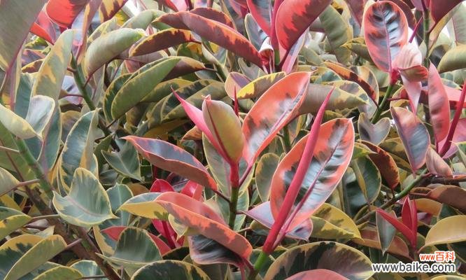 一颗生命之树 橡皮树的寓意与启示