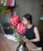 探寻橡皮树的神奇力量 橡皮树寓意