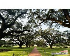 橡树 橡树的花语与文化含义