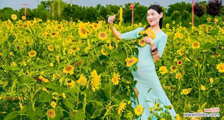 太阳的宠儿 向日葵的花语和传说