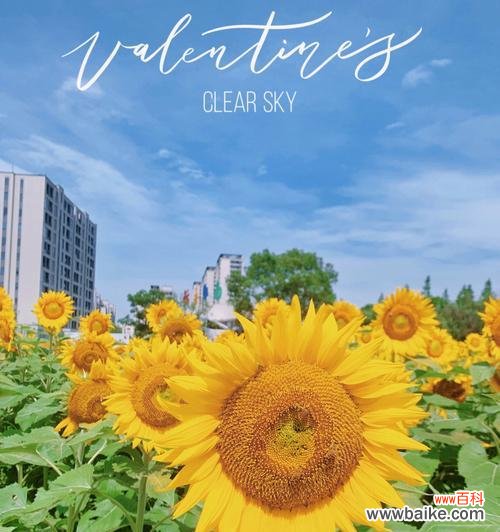 探寻向日葵背后的人群和情感关系 阳光洒满心间——向日葵花语的适应对象及深层寓意