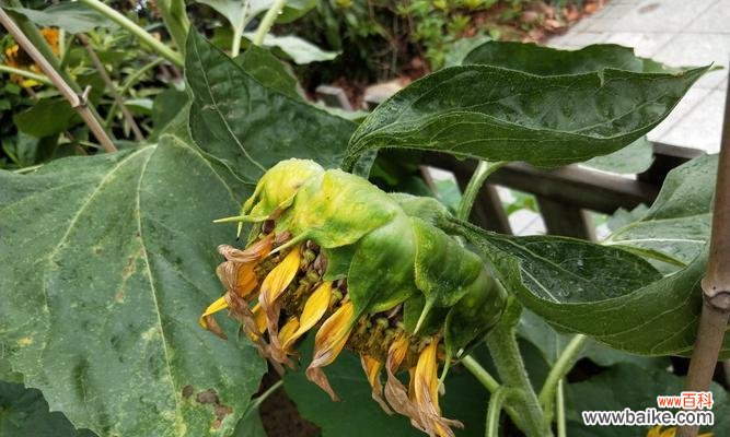 向日葵花期的象征意义及生命哲学 向日葵的花期