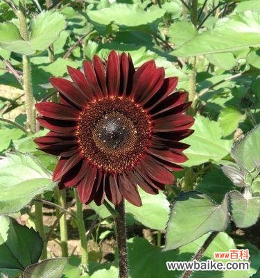 以向日葵一般送几朵 向日葵的寓意与送花数量