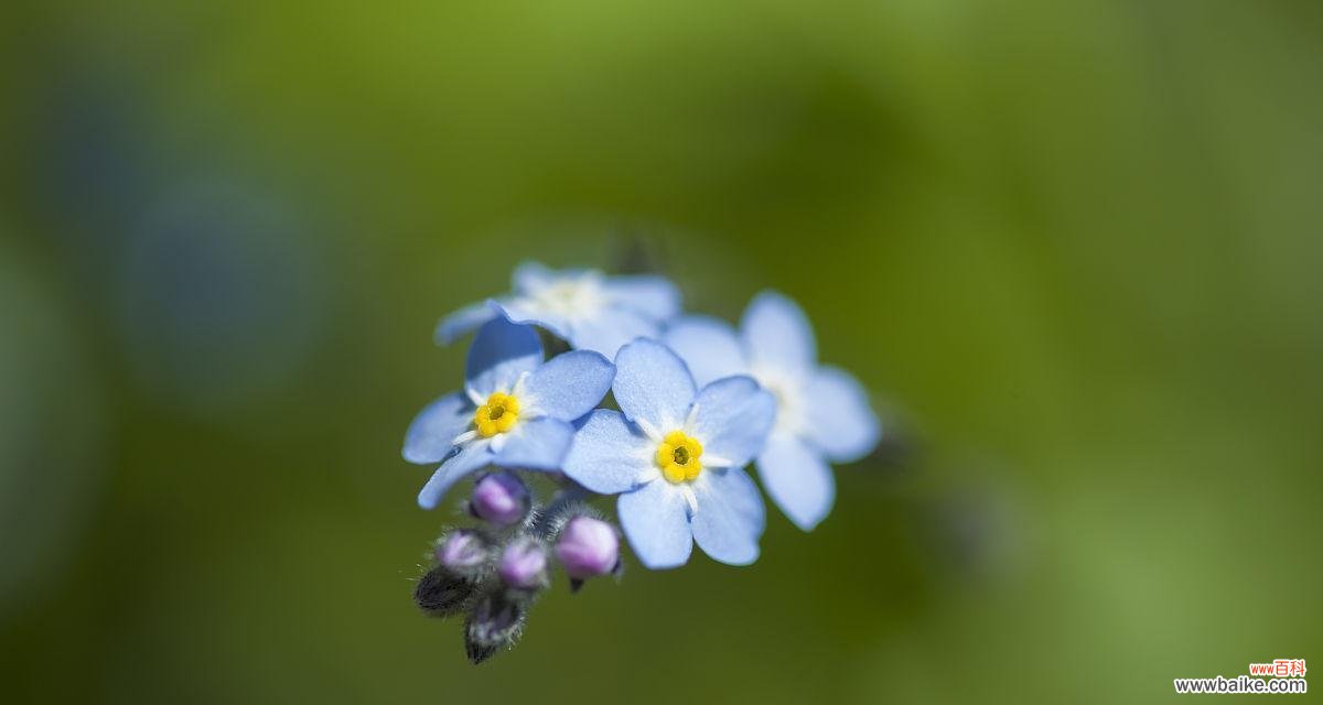 加纳利花象征着什么?如何理解加纳利花的寓意?